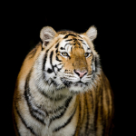 Bengal tiger